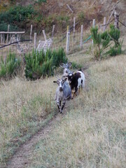 goats path landscape