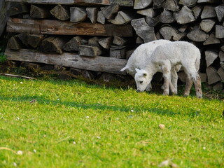 Lämmer