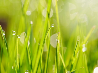 Fototapeta na wymiar grass dew drops sunny