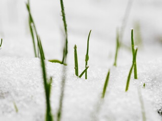 grass snow