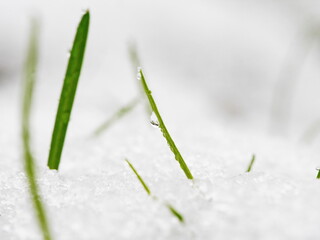 grass snow