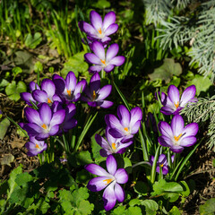 Violet crocuses in early spring garden. Close-up flowering crocuses Ruby Giant on natural green background. Soft selective focus.