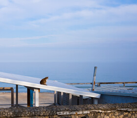 A homeless city Odessa cat sitting on a roof in front of the sea merging with sky in blue tranquil...