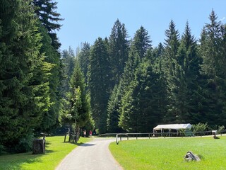 Fototapeta na wymiar Golubinjak Forest Park in the mountainous region of Gorski kotar - Sleme, Croatia (Park šuma Golubinjak u planinskoj regiji Gorskog kotara - Sleme, Hrvatska)