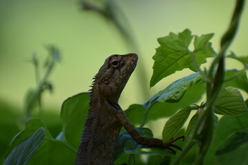 Hidden lizard in nature 
