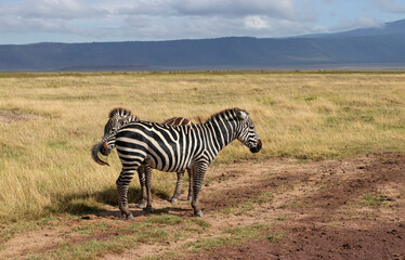 Pair zebras in the pasture during a safari in the Ngorongoro crater in Tanzania