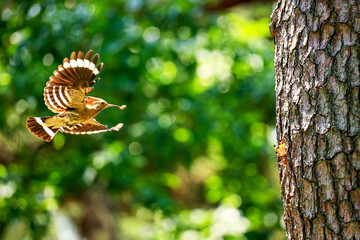 후투티 © 동인 박