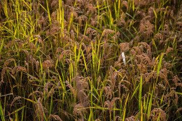 rice field photographed at the moment of ripening