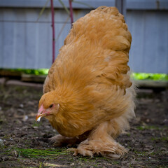 Vogelhoff