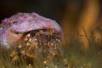 A close-up of a Blue-striped hermit crab (Pagurus liochele) sitting on the reef facing the camera.