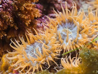 Naklejka na ściany i meble A few yellow Striped anemones underwater (Anthothoe stimpsoni).
