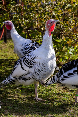 Vogelhoff