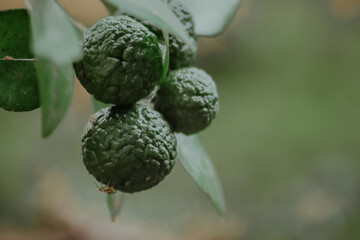 Citrus amblycarpa is a type of citrus