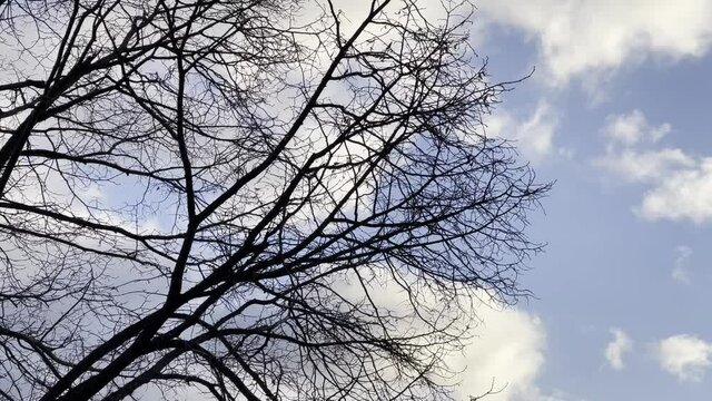 Panning around the leafless branches of a tree in winter