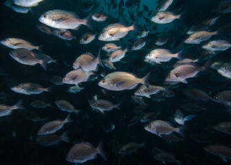 Fototapeta na wymiar Close-up of a School of silver Hottentot fish underwater (Pachymetopon blochii) swimming in deep water. 