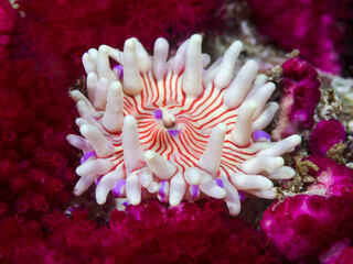 Close-up of a Violet-spotted anemone underwater (Anthopleura stephensoni). White with orange to red stripes. Surrounded with purple soft coral.