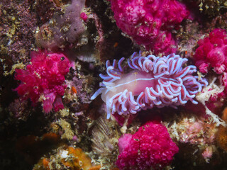 Fototapeta na wymiar Coral nudibranch underwater (Phyllodesmium horridum) on the reef between purple soft corals. Pink body with a white stripe along its back. Curved cerata with a stripe and purple coloration.