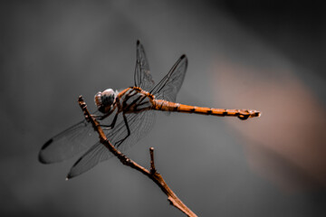 A dragonfly has landed on a dry branch