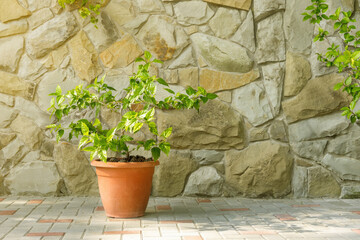 Green plant in pot against sandstone stone tile wall or fence. Exterior of house with landscaping.