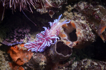 Coral nudibranch underwater (Phyllodesmium horridum) moving on the reef. Orange to pink body with a...