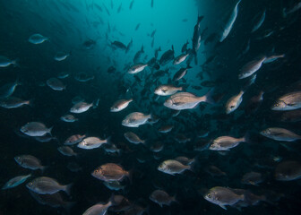 School of silver Hottentot fish underwater (Pachymetopon blochii) swimming in deep water, with blue water background.