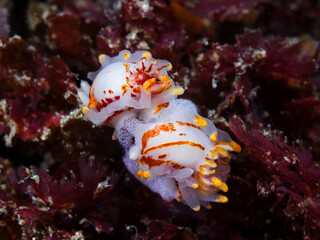Fototapeta na wymiar Two Fiery nudibranchs or sea slugs underwater (Okenia amoenula) sitting together with an egg mass. White bodies with orange lines and patches, numerous yellow tipped appendages.