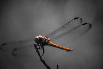 A dragonfly has landed on a dry branch