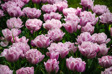 Pink flowers of tulips close up nature background