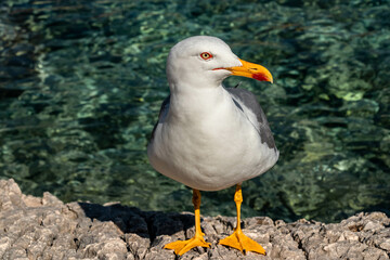 seagull on a rock