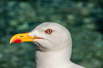 close up of a seagull