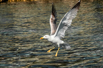 seagull in flight