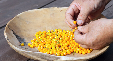 Fruit Aji Charapita wild Peruvian Chili Pepper on a wooden bowl. It is very important in Peruvian Amazonian cuisine, The hottest chili in the Peruvian jungle.
