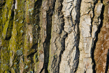bark of a tree