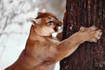 Fotobehang Beautiful Portrait of a Canadian Cougar. mountain lion, puma, cougar behind a tree. cougar sharpens its claws on a tree. Winter scene in the woods. wildlife America. Portrait of a big cat © EvgeniyQW