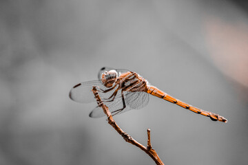A dragonfly has landed on a dry branch