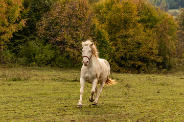 white horse in the field