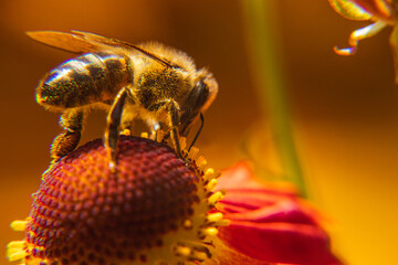 Honey bee covered with yellow pollen drink nectar, pollinating flower. Inspirational natural floral spring or summer blooming garden background. Life of insects. Extreme macro close up selective focus
