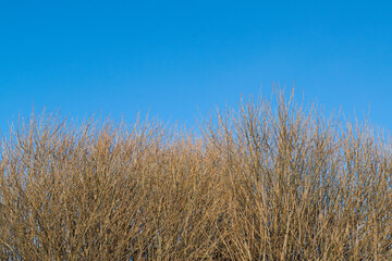 Fototapeta premium reeds in the wind