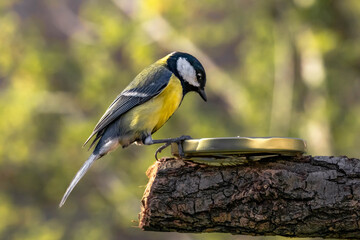 great spotted woodpecker on a branch