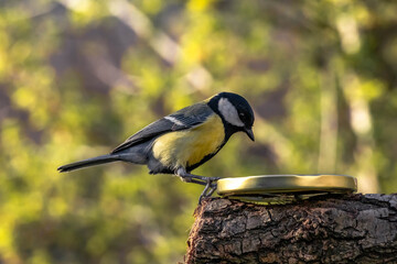 great spotted woodpecker