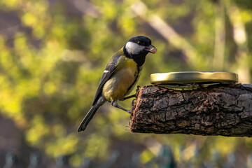 great spotted woodpecker on a feeder