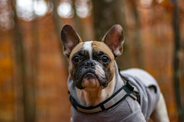 French bulldog