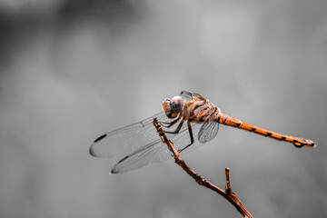A dragonfly has landed on a dry branch
