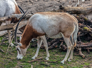 Arabian oryx on the lawn. Also known as wnite oryx. Latin Name - Oryx leucoryx	