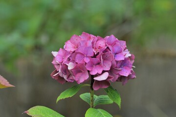 beautiful flowers of hydrangea in autumn. Brittany-France