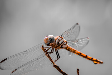 A dragonfly has landed on a dry branch