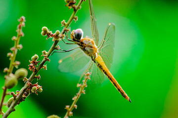 macro photo of a dragonfly perched on a tree