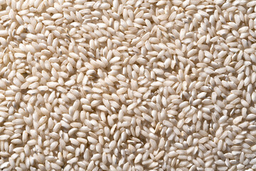 perpendicular view of uncooked white rice