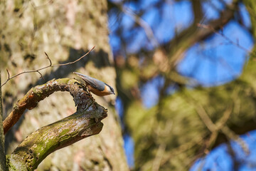 Eurasian nuthatch or wood nuthatch, Sitta europaea