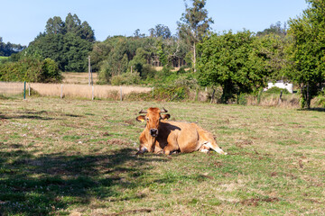 Galician blonde cow grazing in the fields of the municipality of Santiago de Compostela, Galicia, north west of Spain.